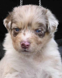 Red Merle female #2, standing.